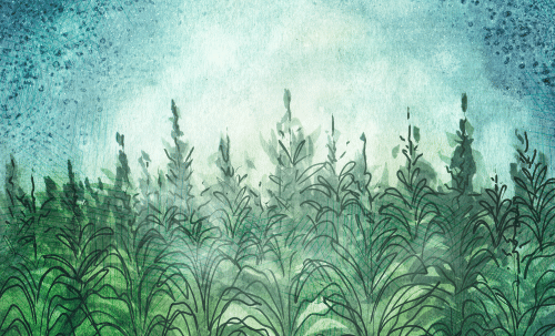 In the Neighbor's Corn