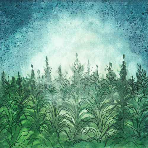 In the Neighbor's Corn